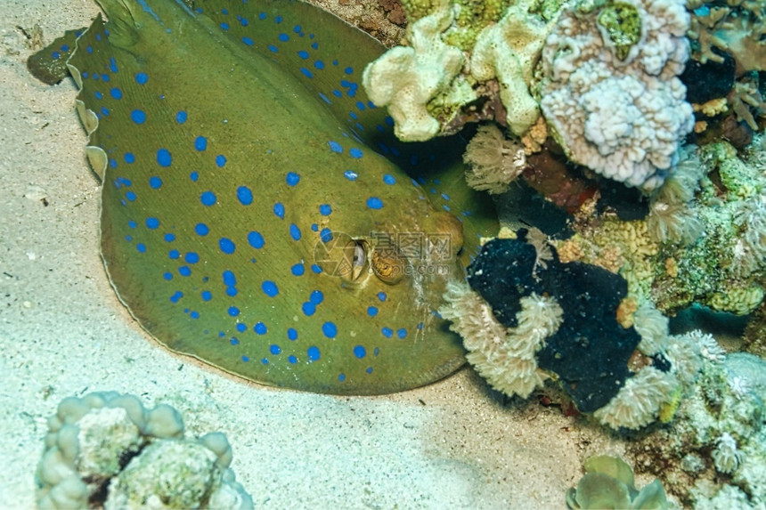埃及红海Teneniura淋巴蓝斑丝卷尾带雷有毒礁动物图片