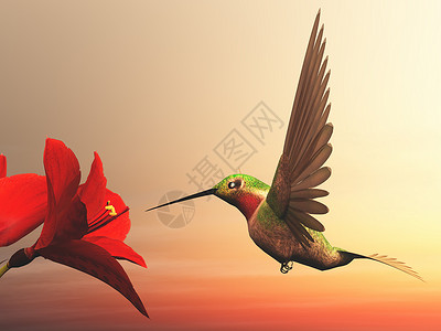 红色的蜂鸟多云的野生动物高清图片