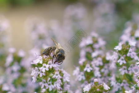 颜色翅膀蜜蜂为百里香花授粉朵图片