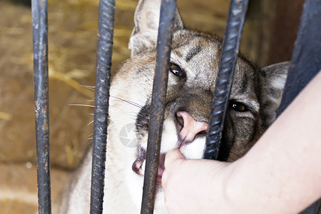 动物园里的野猫咬人手指帕拉斯狞猫哺乳动物图片