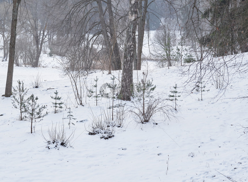 冷冻安静的公园或冬季雪中森林的树木雪堆图片