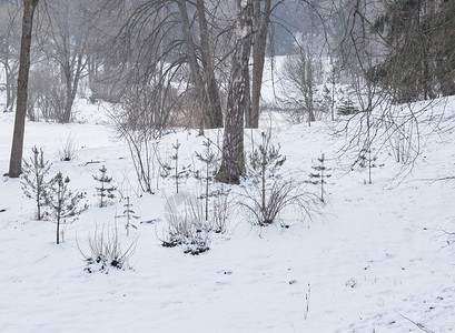 冷冻安静的公园或冬季雪中森林的树木雪堆图片