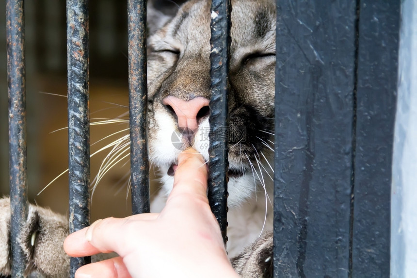 帕拉斯狮子在动物园里咬人的手指栅栏豹图片