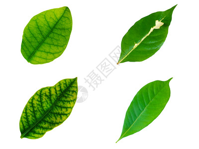 生活植物Clipping路径中白色背景上孤立的明亮绿色树叶收藏香蕉图片