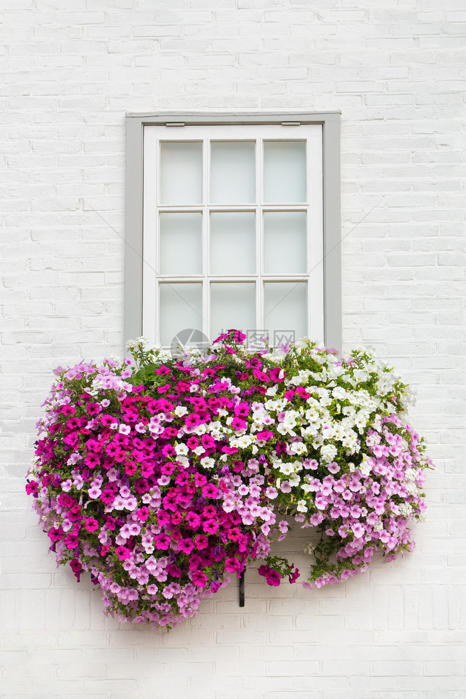 季节花的白砖墙一扇窗和花盒中的朵白色图片