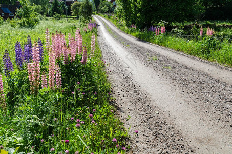 颜色冒险探索美丽的花在路边有薄膜和流线的瑞典乡村道路图片
