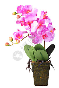 目的合成花盆中粉红兰的单人工枝在白色背景上隔绝近距离摄影棚模拟的图片