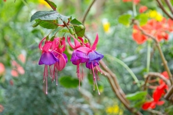 新鲜滴明亮的美丽fuchsia花朵有雨露美丽的fuchsia花朵园里有雨露图片