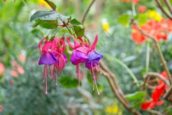 新鲜滴明亮的美丽fuchsia花朵有雨露美丽的fuchsia花朵园里有雨露图片