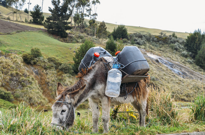 世界在厄瓜多尔农村的钦博拉索运水和补给的驴子在厄瓜多尔农村的钦博拉索运水和补给的驴子火山鼻窦图片