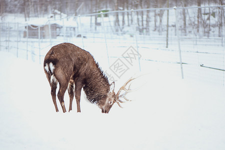 冷吃郡肝野生动物男高贵的梅花鹿日本梅花在白色背景的雪中行走高贵的梅花鹿在白色背景的雪中行走公园设计图片