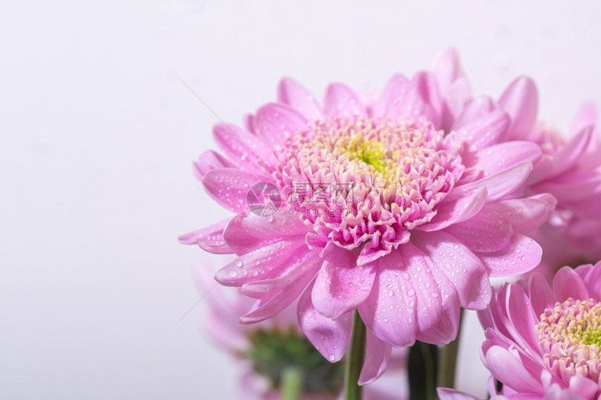 花的绿色园艺明亮粉红香兰特姆花在白色背景的花束上白色背景的粉红香兰特姆花图片