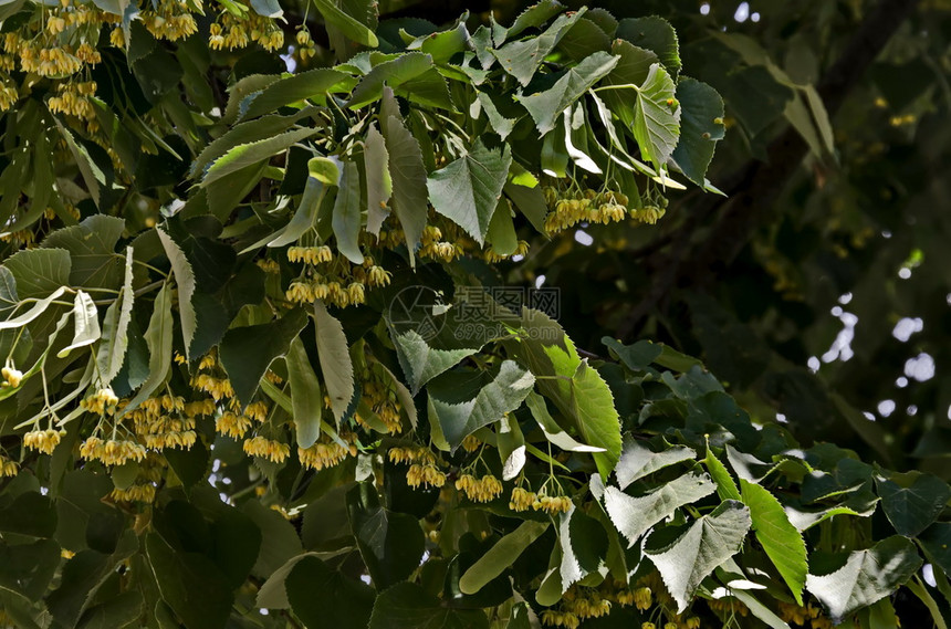 草本植物健康保加利亚索非TiliaLinden或石灰树夏季黄花和绿叶新鲜图片