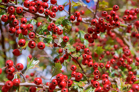 水果山楂浆树枝上成熟的红山楂浆果树枝上成熟的红山楂浆果颜色食物图片