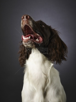 犬类细心的6个月大工作英语弹簧小狗工作室拍摄毛皮图片