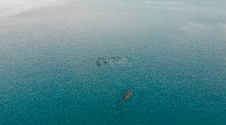 保护野生动物海洋对鲸母鱼和子的空中观视母亲图片