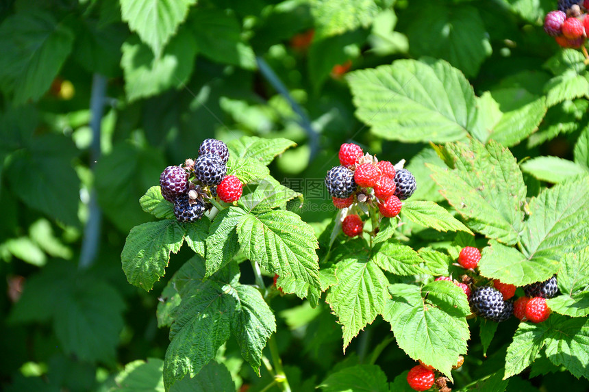在夏日花园的热天黑莓花园红色的饮食热图片