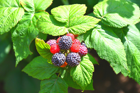 在夏日花园的热天黑莓花园维他命收成一种图片