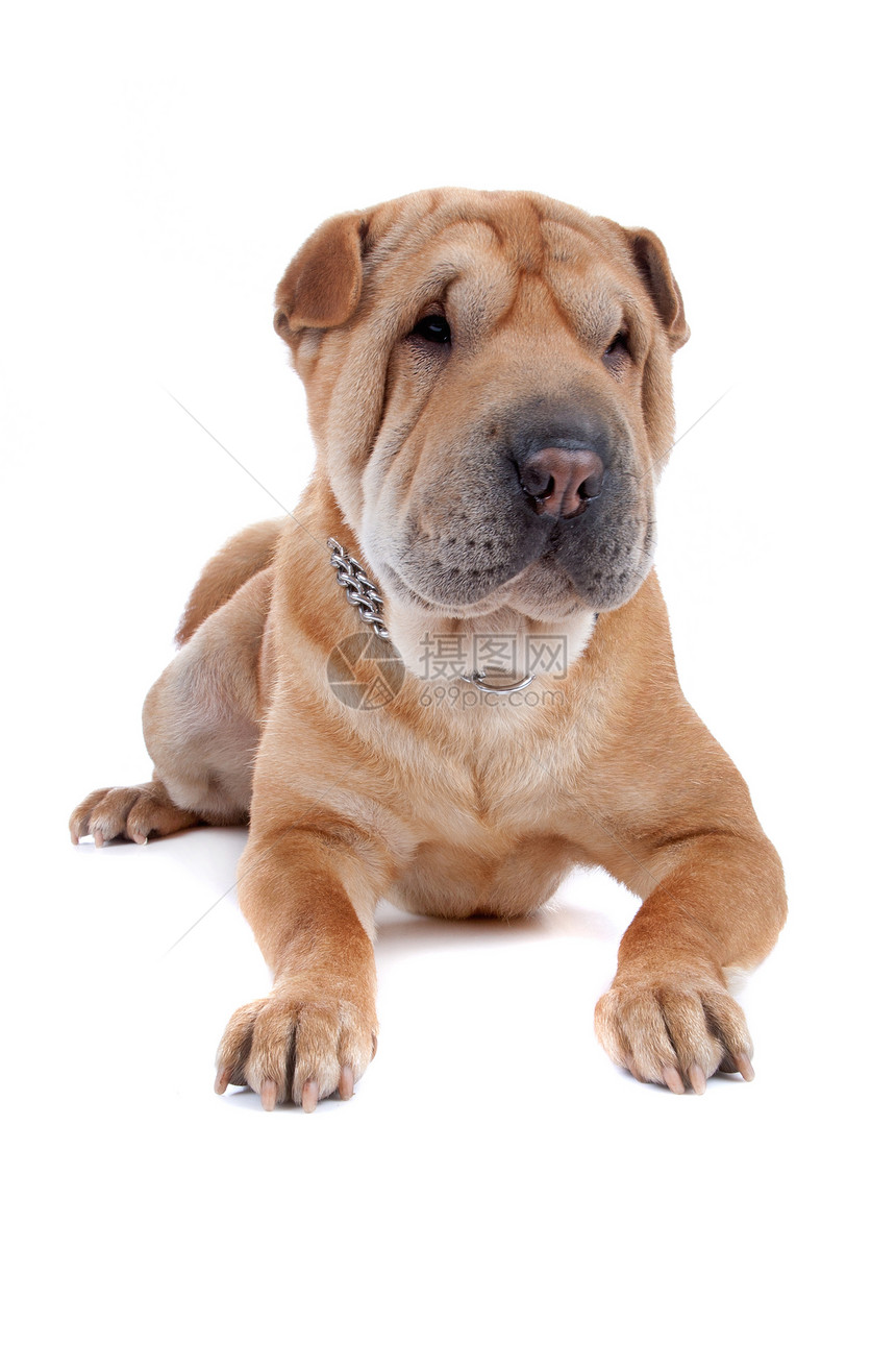 宠物赤皮狗在白色背景下被隔离的沙皮狗眼神品种图片