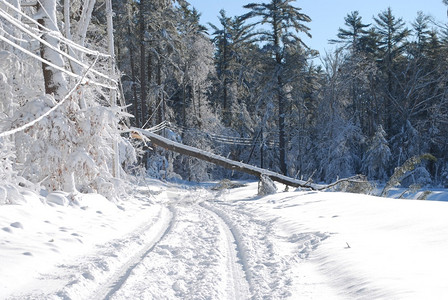 停电马萨诸塞州一种大树在暴风雪过后掉进路上电的背景