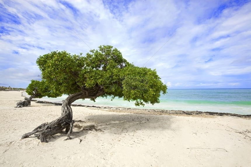 手掌景观阳光鹰海滩上的Divi树阿鲁巴岛图片