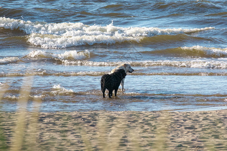 两只狗一黑白拉布多猎犬在阳光温暖的日子里在海边玩观看动物假期图片