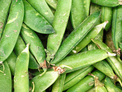 不煮供在农民市场销售的新鲜绿色豆种物豌图片