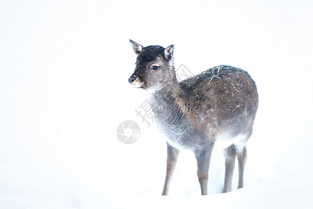 幼鹿SikaDeerCervusnippon斑鹿在雪中走白色背景的雪地里鹿茸反刍动物森林图片
