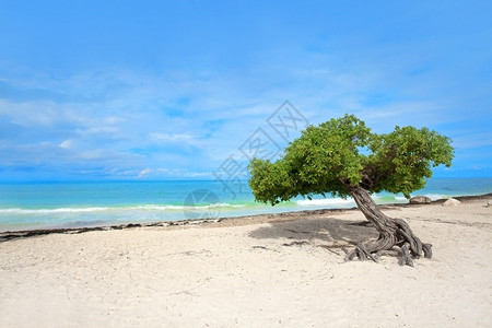 约根森木制的天堂Eagle海滩上的Divi树阿鲁巴加勒比假期背景
