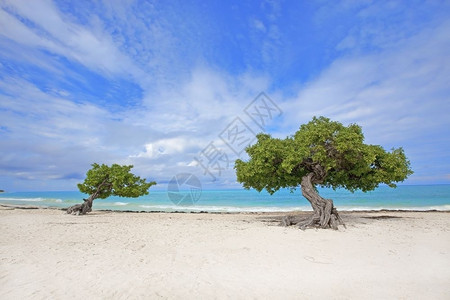 在鹰海滩阿鲁巴岛的Dividivi树加勒比海岸约根森图片