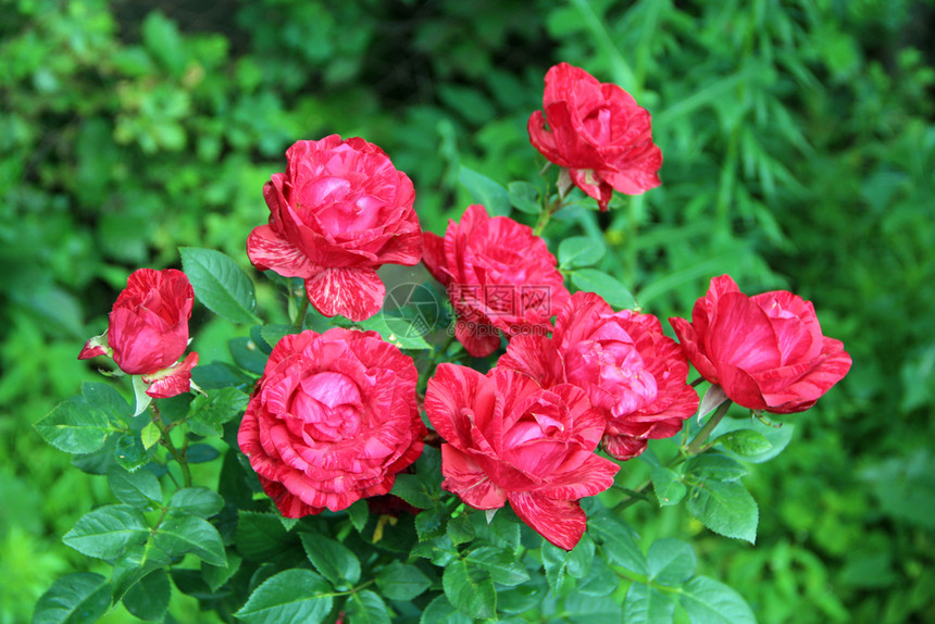 花园中生长的一束红玫瑰夏日花园中盛开的红玫瑰灌木丛中绽放着美丽的玫瑰花准备好的玫瑰花束夏日园中盛开的红玫瑰分支花瓣植物学图片