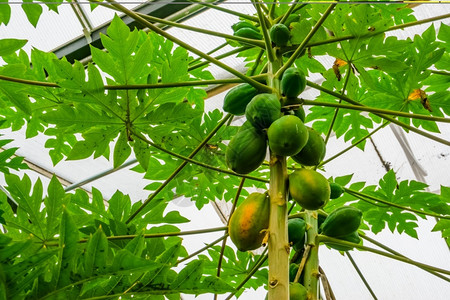 生长开花异国情调关闭木瓜树干种植果实的木瓜物来自美洲的热带果树种图片