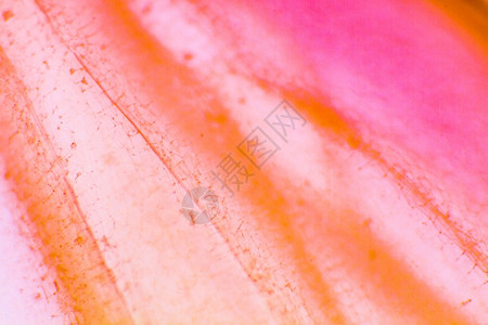 洋葱的明显外皮细胞适合作为腹部背景的表面底色科学素沉着显微照片背景图片