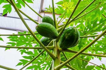 关闭在木瓜植物上生长的木瓜来自美洲的热带果树种一绿色受欢迎的图片