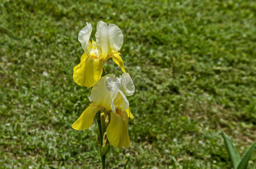 充满活力在保加利亚索非的春季盛开白和黄色花朵中呈现出变异的白和黄虹花朵蕊美丽图片