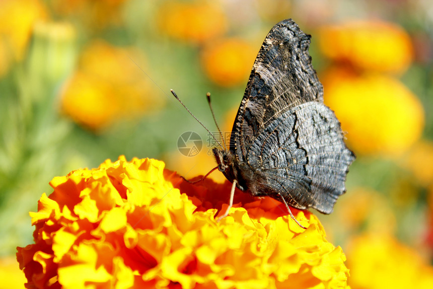 自然颜色红的蝴蝶在金盏花上采集蜜的宏图蝴蝶孔雀在金盏花上采集蜜的宏图图片
