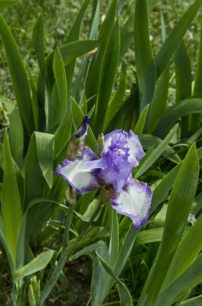 植物绽放白色的保加利亚索非春天花朵开时的变异白硅和虹膜景象图片