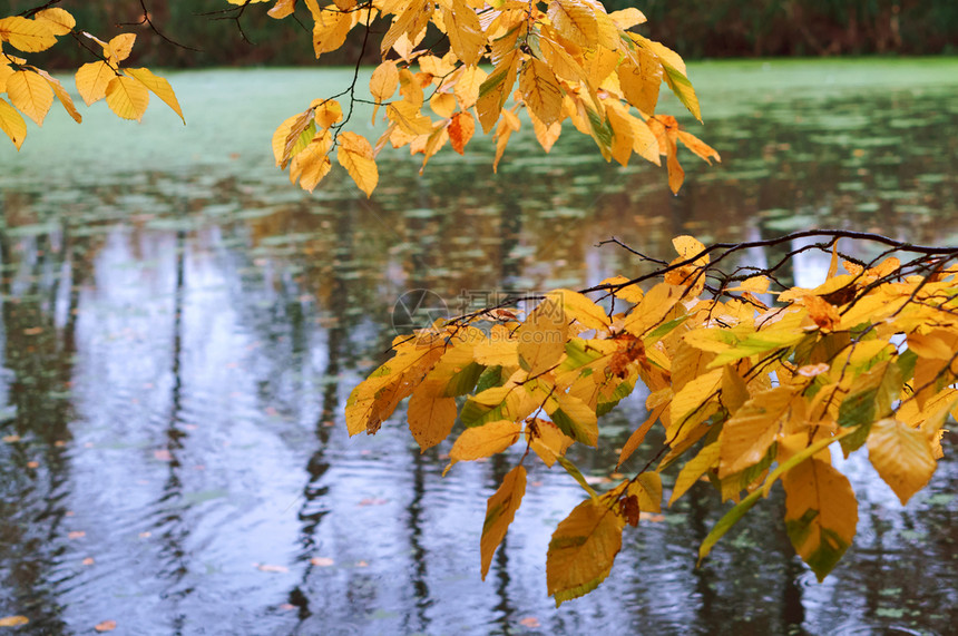 湖边黄色的树叶图片