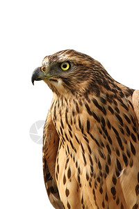 鸟类学猎人成Eurasian乌拉西亚麻雀小鹰图片