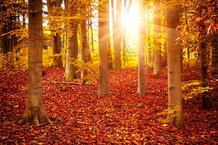 秋季森林日落图片