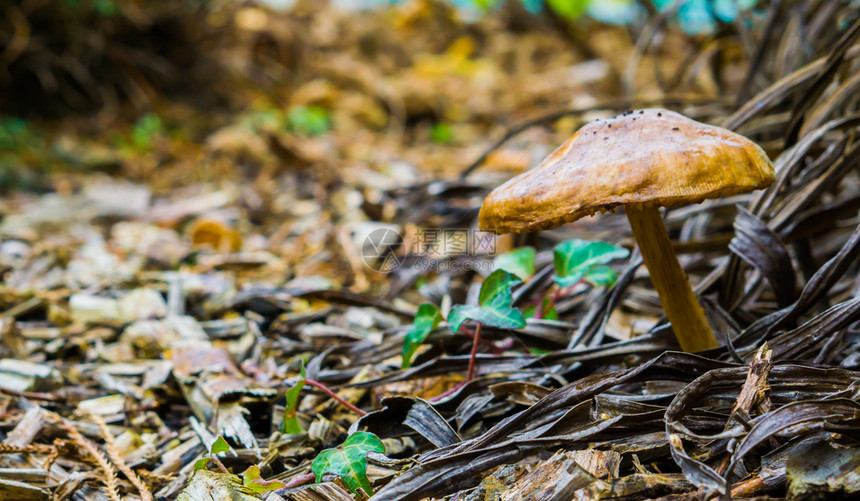 蔬菜森林中棕褐色圆蘑菇林地自然森背景上有木屑独自的帕卢多萨图片