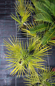 室内植物树叶从上至下封闭的锅中棕榈禅图片