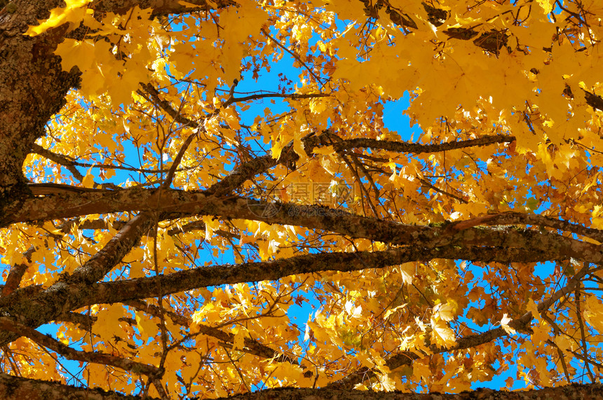 美丽树木发黄变红的叶子秋天风景树木发黄和红叶子季节泛黄图片