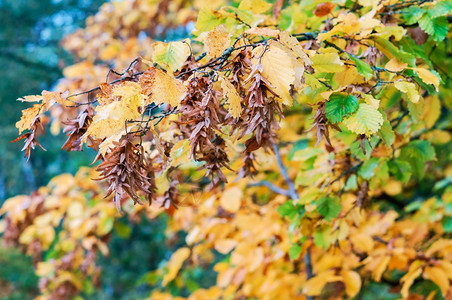 美丽的植物群树木发黄变红的叶子秋天风景树木发黄和红叶子环境图片