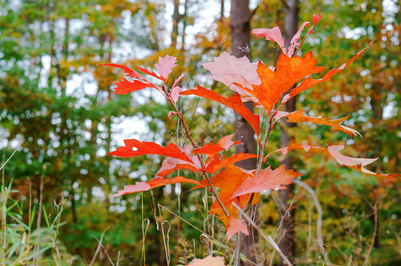 天空树木发黄变红的叶子秋天风景树木发黄和红叶子季节橙图片
