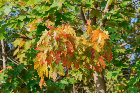 黄色的树木发变红叶子秋天风景树木发黄和红叶子加里宁格勒美丽的图片