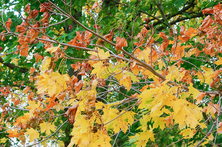 绿色红的树木发黄变红叶子秋天风景树木发黄和红叶子枫图片