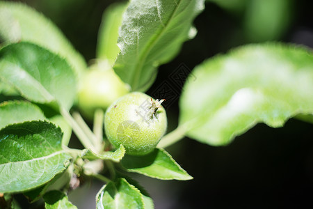 四不摘健康夏天可口树上的小绿苹果在花园里摘苹果背景