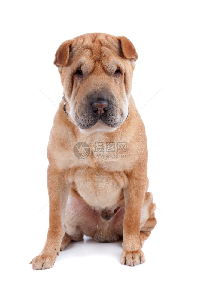 棕褐色站在前线看到沙派的坐着狗看在白色背景上被孤立的照相机皱友好图片