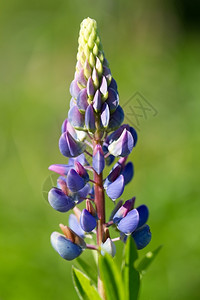 田野上的花朵草地春天绿色图片